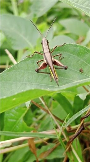 robotic moves #insects #macroperfection #nature #wildlife #macro