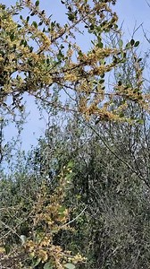 Sideroxylon celastrinum (family : Sapotaceae) is an incredibly heat-tolerant plant from South Texas that produces delicious edible fruits and fragrant flowers. | Crime Pays But Botany Doesn't