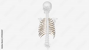 The rib cage consists of 24 ribs (2 sets of 12), which are attached to a long, flat bone in the centre of the chest called the sternum