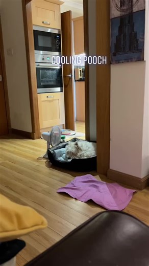 Cooling the pooch #heatwave