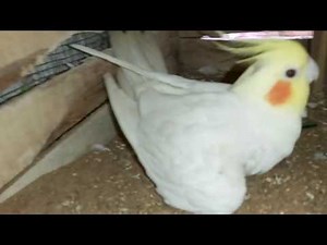 Cockatiel eggs | Cockatiel breeding setup | Cockatiel Egg Hatching