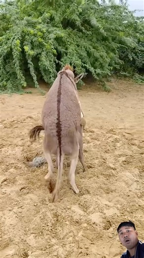 OMG😱😱#cow #anmals #shortvideo #animals #animallife #funny #bull #donkey #dog