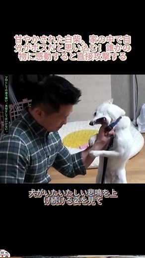甘やかされた白柴、家の中で自分がボスだと思い込む！誰かの物に感動すると直接攻撃する 白柴犬 # 甘やかし # 犬の行動 # ペット # 攻撃的