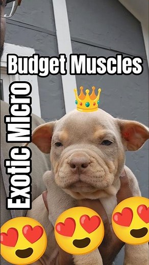 Exotic Micro Muscle on a Budget | Kibble and Toppers