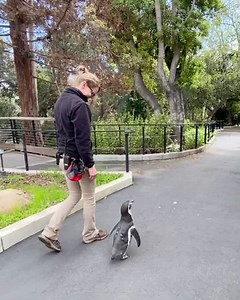 Today is a very big day! It's a very adventurous little fellow's birthday! Monty the Humboldt penguin, local celebrity, and everybody's favorite little man is celebrating his 6th hatch day. Like many of us, he has had quite the transformative year. He went on many adventures, brought smiles to people around the world, and even starred in a children's book all about his life. We can't wait to see what this year has in store for you, Monty!! What do you think this year holds for Monty?? Help us wi