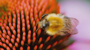 Bumblebee walking on flower closeup - Free Stock Video