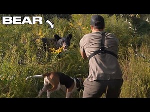 EXTREMELY CLOSE TO A BEAR!!! - Bear Hunting With Hounds