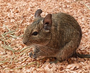 Degú (Octodon degus)