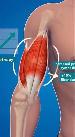 Hypertrophy Explained: The Real Secret to Building Muscle
