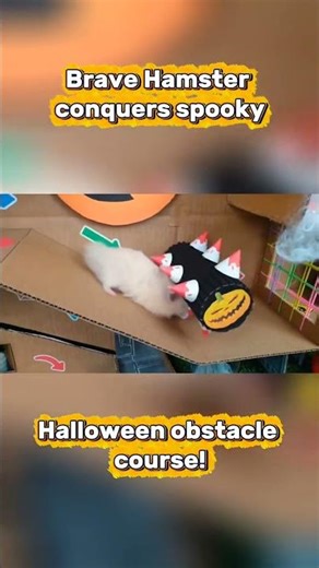 Brave hamster conquers spooky Halloween obstacle course!