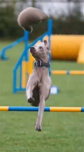 Weimaraner – The Silver Hunting Athlete