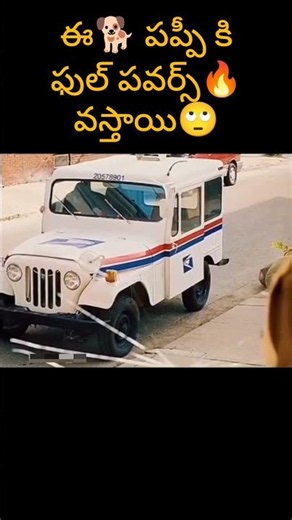 The whole house was destroyed 😂 Do you have a cute dog like this at home? #shorts #dogmovie