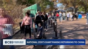 12K views · 246 reactions | The Smithsonian’s National Zoo bid farewell to its three beloved giant pandas as they head back to China due to the expiration of an agreement between the U.S. and China. The zoo welcomed its first pandas in 1972, and the "panda-monium" never died down. | CBS Evening News | Facebook
