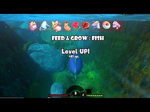 CARA LIVE GAME INTERAKTIF FEED AND GROW FISH UNTUK LIVE STREAMING TIKTOK