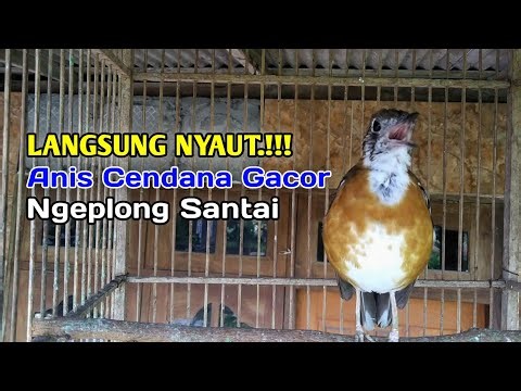Anis Cendana Gacor Ngeplong Memanggil Lawan
