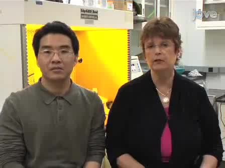 Mouse Epidermal Neural Crest Stem Cell EPI-NCSC Cultures