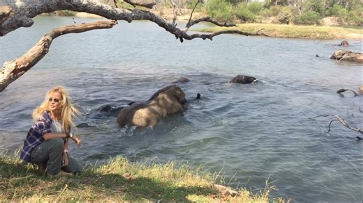 Behind the scene of the sanctuary professional footage with the founder, to raise awareness to the plight of elephants and what we do. And yes elephants love a good swim! #elephantconservation #elephants #documentary #awareness | Wild at Life