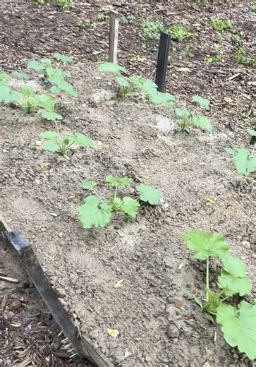 💦💧💦💧 Watering \t•\tConsistency: Keep soil consistently moist, not soggy. \t•\tMethod: Water at the base to avoid wetting the leaves (reduces risk of powdery mildew).💦💧💦💧