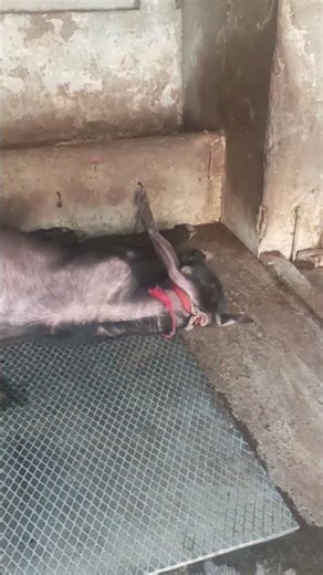 Gurdas man - Boot polish - Punjabi song