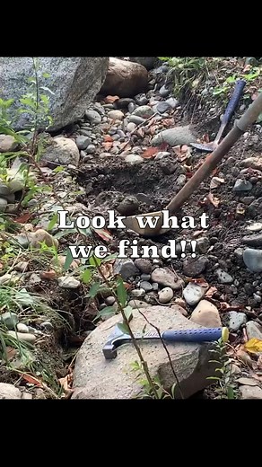 Hip Bee Explorer on TikTok