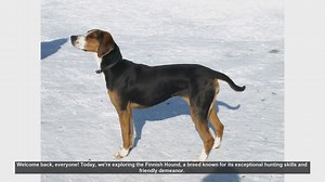 Finnish Hound: Pros and Cons of This Energetic Hunting Dog