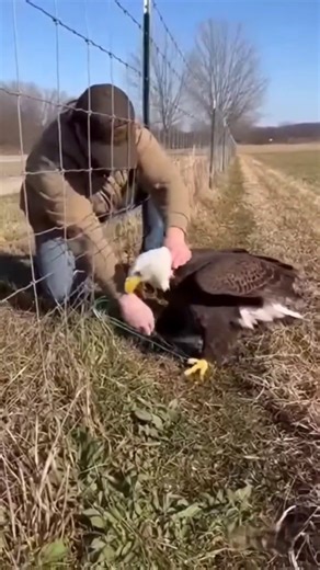Bald Eagle Rescued from Net and Released 🦅🇺🇸 | Real-Life Rescue Caught on iPhone #Shorts