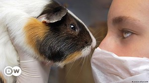 Animal Testing