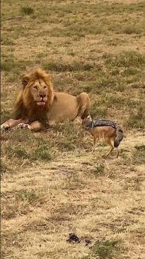 lion vs jackal