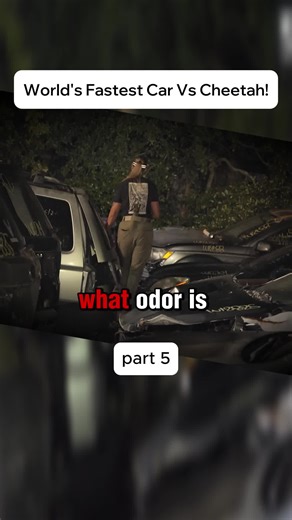 World's Fastest Car Vs Cheetah! #fyp #viral