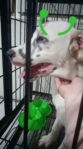 Dog alien :3 cute♥︎♥︎