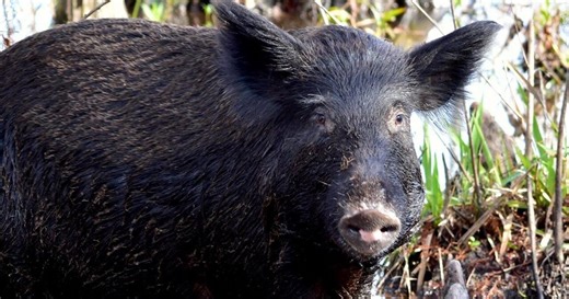 USDA Forest Service announces the expansion of feral swine reduction efforts at Land Between the Lakes
