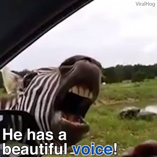 33K views · 632 reactions | This "singing" zebra is hilarious!  | Daily Mail Australia | Facebook