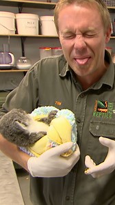 1.7M views · 56K reactions | Baby koala needs to eat poo to survive  | Bondi Vet | Facebook
