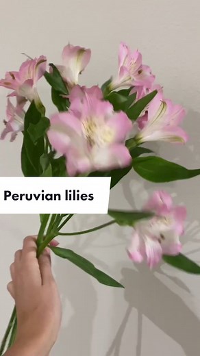 Peruvian Lilies: A Guide to Different Flower Types
