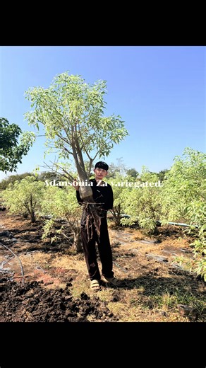 Adansonia Za Variegated: Unveiling the Beauty of Baobab