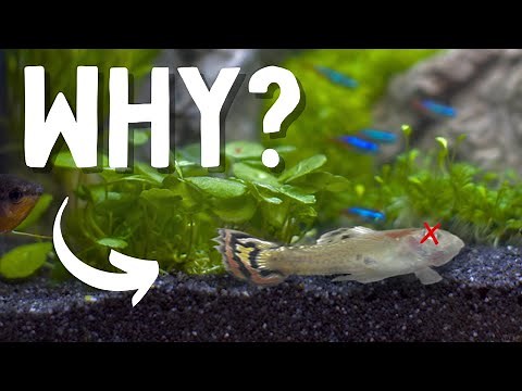 Why Your Aquarium Fish Are DYING | 5 Common Reasons!