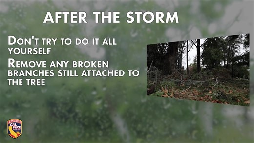 5.5K views · 72 reactions | Trees provide incredible environmental benefits, but they also require proper care, especially after storms. Before and after winter storms, simple maintenance steps can help reduce hazards and protect your property. Watch this video from CAL FIRE’s Urban Forestry Program for practical, expert-backed tree care tips.  Share your favorite tree care tip in the comments! #TreeCare #UrbanForestry #CALFIRE #Environment | CAL FIRE | Facebook
