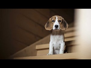 Puppies going down stairs for the first time compilation - WARNING: CUTE