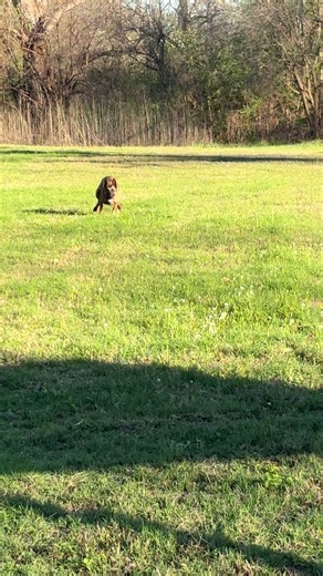 Service Dog in Action at San Marcos River