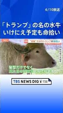 "Blonde Buffalo Trump" narrowly escapes death: "The only difference is whether he's a 'bull' or a...