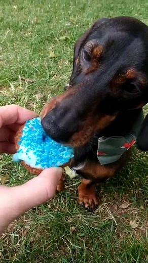 Charlie & Luna on TikTok