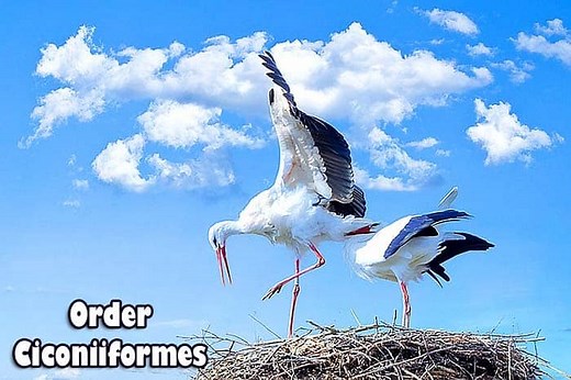 Order Ciconiiformes | Storks, Herons, & Vultures Characteristics | Species