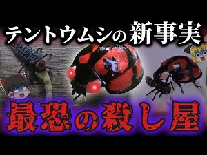 【悲報】テントウムシさん…幼虫時代から最強の殺し屋だった…