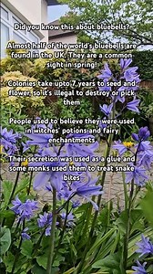 Here are some facts about bluebells.