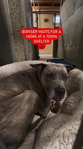 223K views · 6.3K reactions | Bowser would love a home before the...