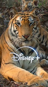 41K views · 347 reactions | Go get em’ tiger  Disneynature's #Tiger is NOW out in the wild on Disney+! | Walt Disney Studios | Facebook