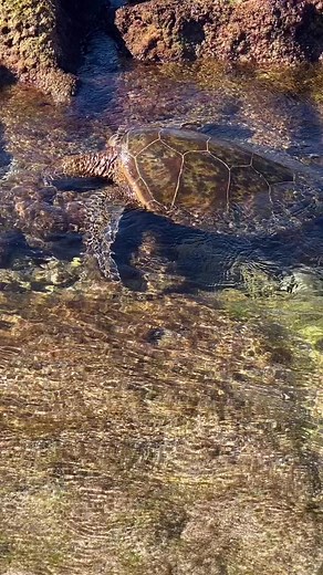 Even though we have beautiful animals at our ranch, we still get excited to see amazing animals out in nature. Check out this beautiful endangered green sea turtle in Kona, Hawaii that Dan saw today! What’s the coolest animal you’ve see while on vacation? 🐢 | Highpoint Haven