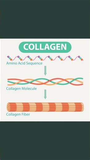 collagen #collagen #biochemistry #biology #physiology