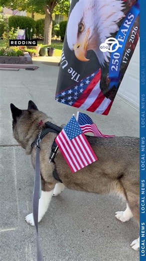 Patriotic pup celebrates America's 250th!