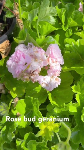 Rose bud geranium. #backyard gardening